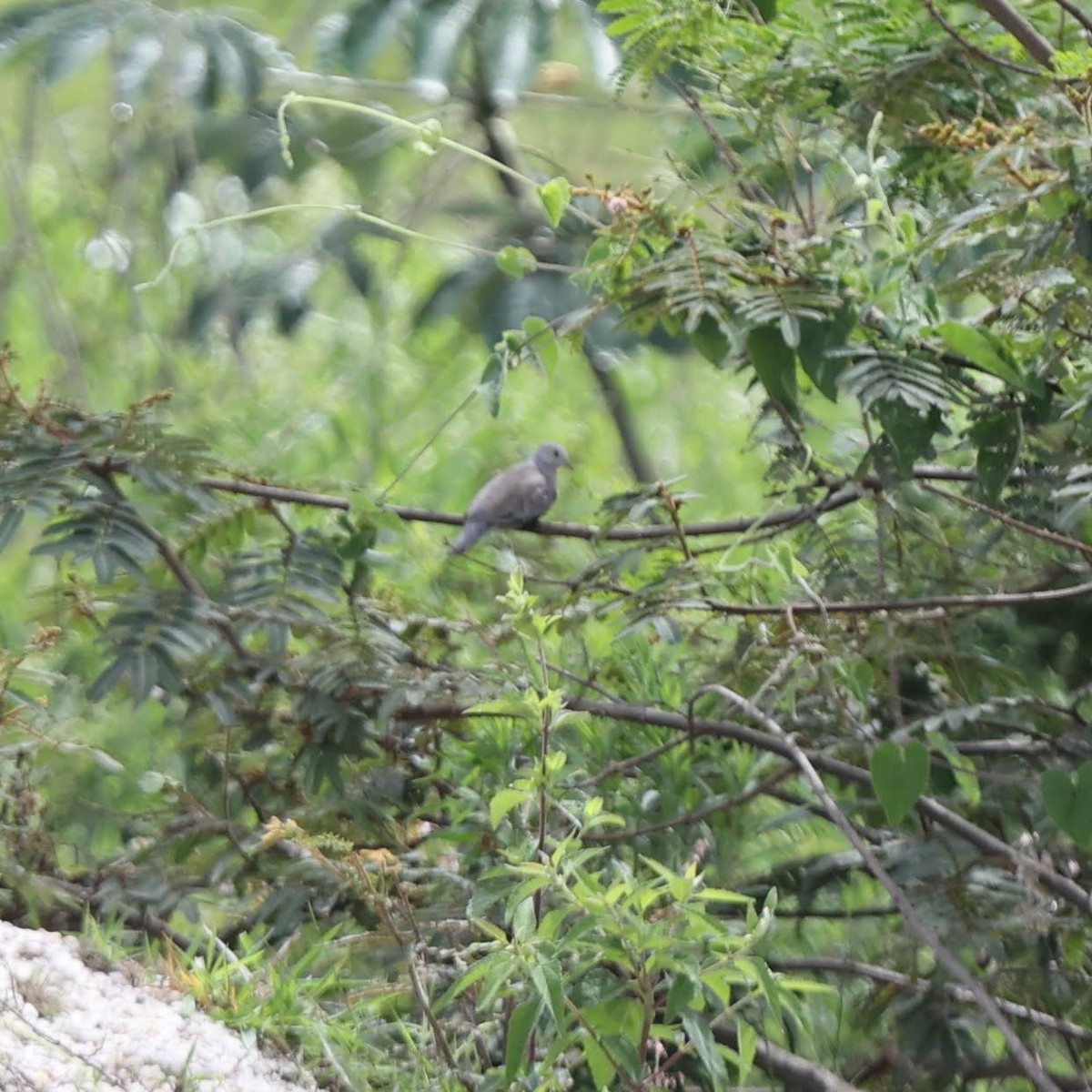 Plain-breasted Ground Dove - ML643491023