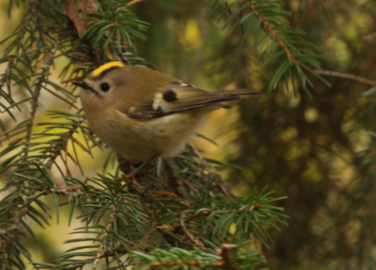 Goldcrest - ML643491026