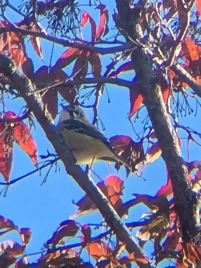 フタスジモズモドキ - ML643491035