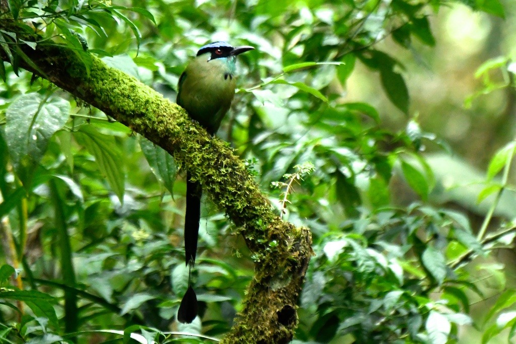 Andean Motmot - ML643491036