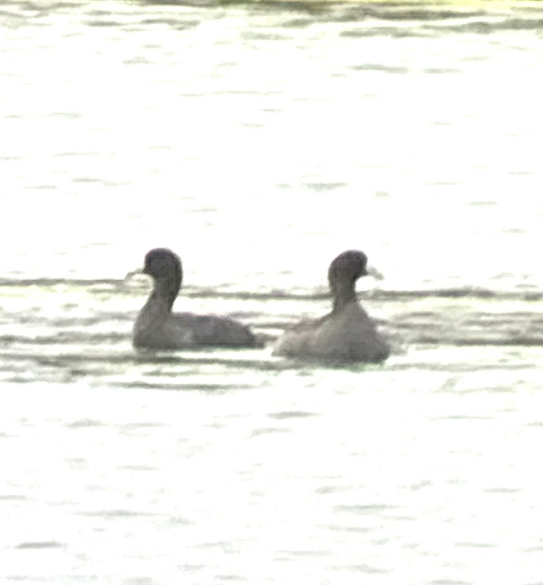 American Coot - ML643491037
