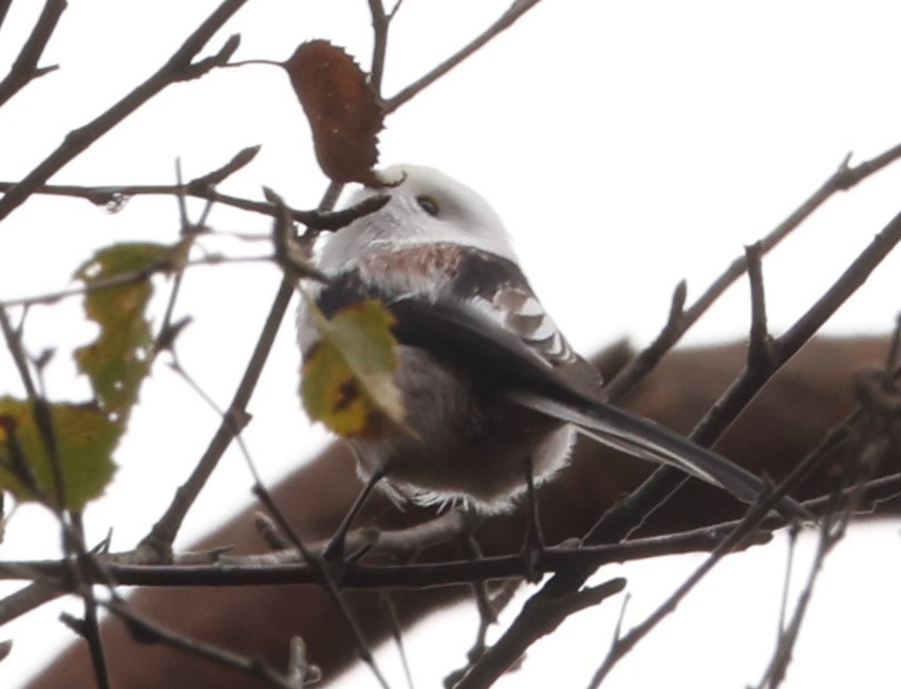 Long-tailed Tit - ML643491038
