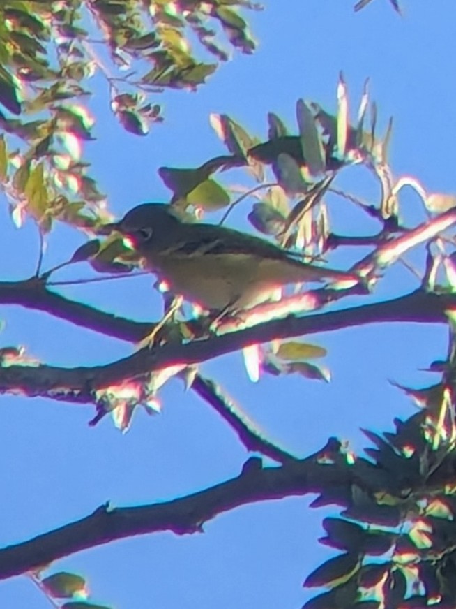 フタスジモズモドキ - ML643491039