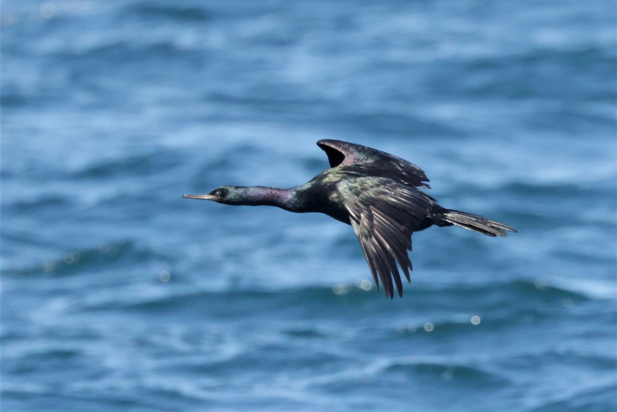 Pelagic Cormorant - ML643491040