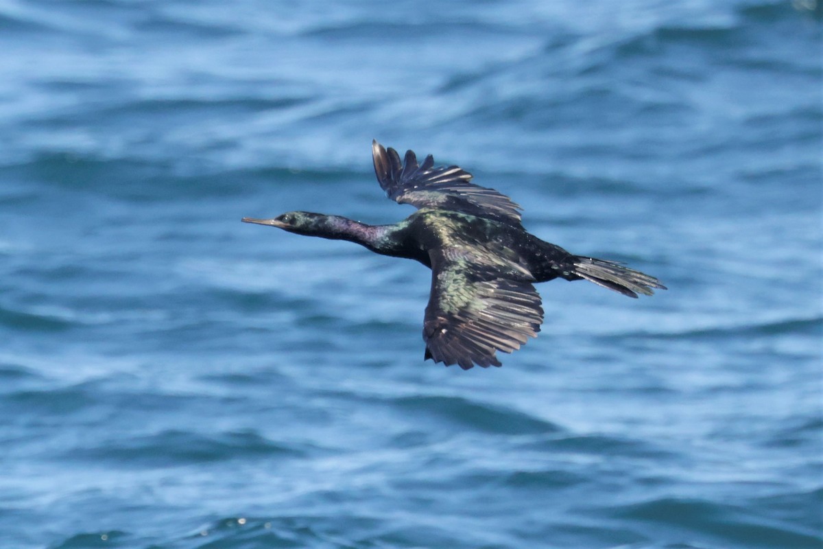 Pelagic Cormorant - ML643491041