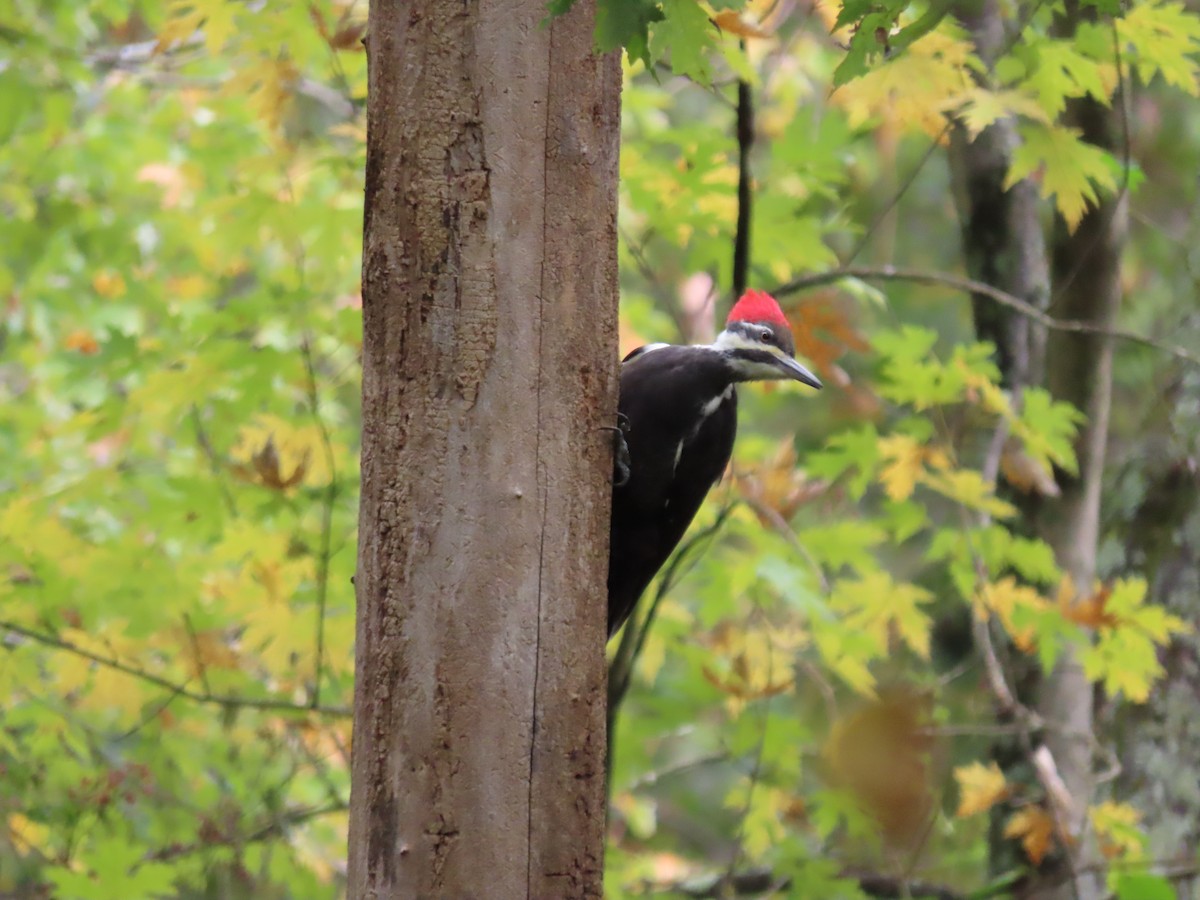 Pileated Woodpecker - ML643491043