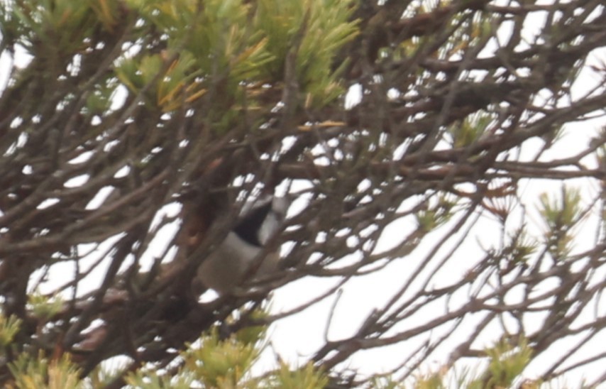Mésange huppée - ML643491046