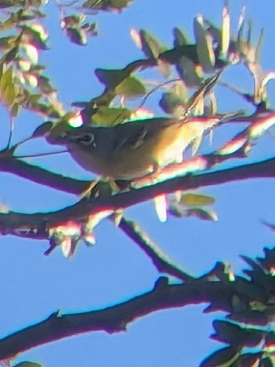 フタスジモズモドキ - ML643491048