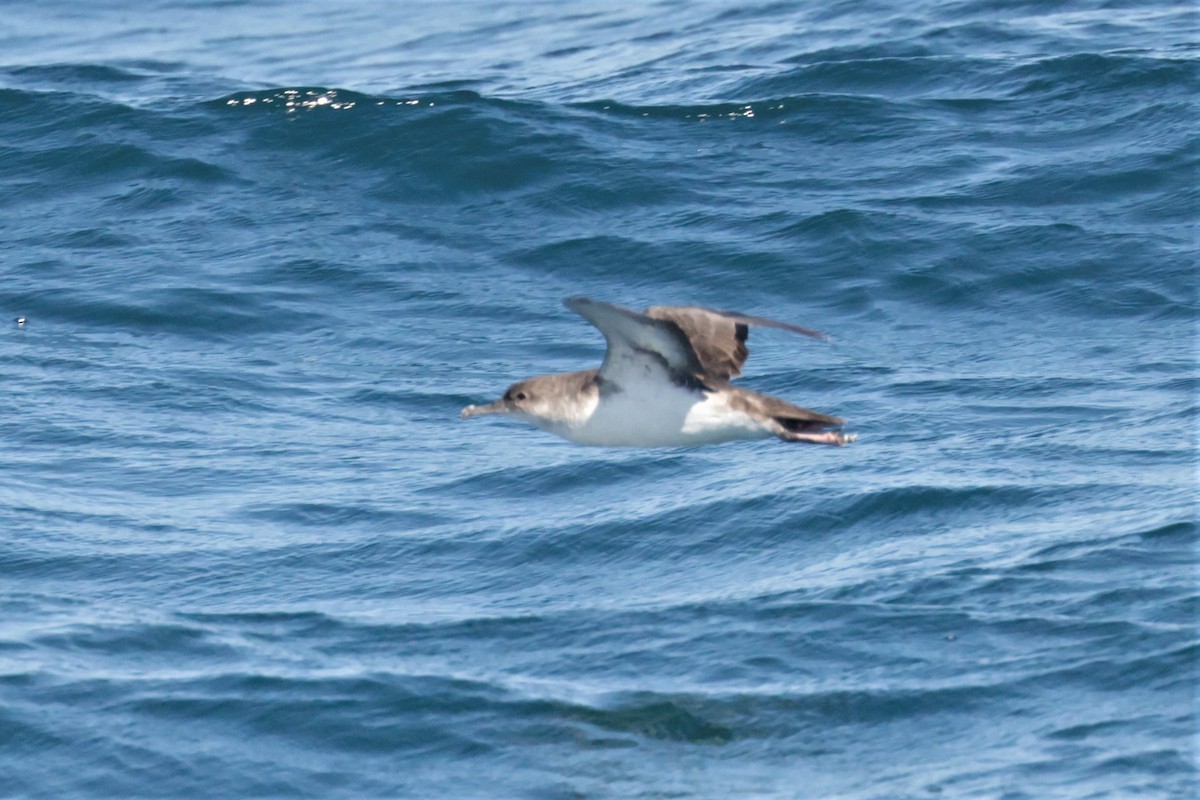 Black-vented Shearwater - ML643491049