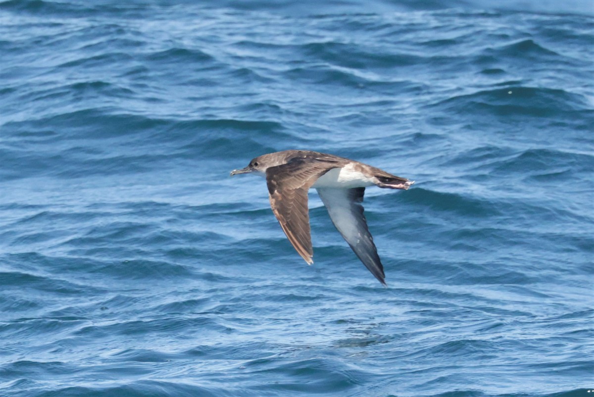 Black-vented Shearwater - ML643491051