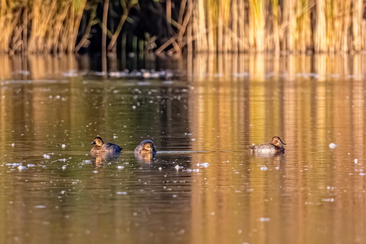Common Pochard - ML643491054