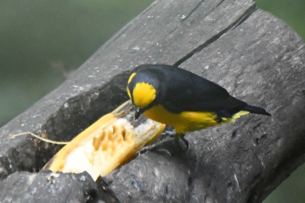 Thick-billed Euphonia - ML643491055