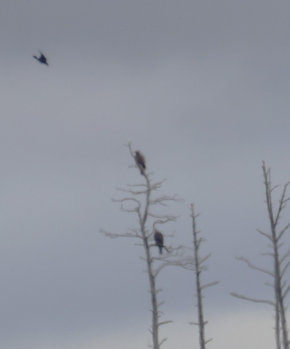 White-tailed Eagle - ML643491056