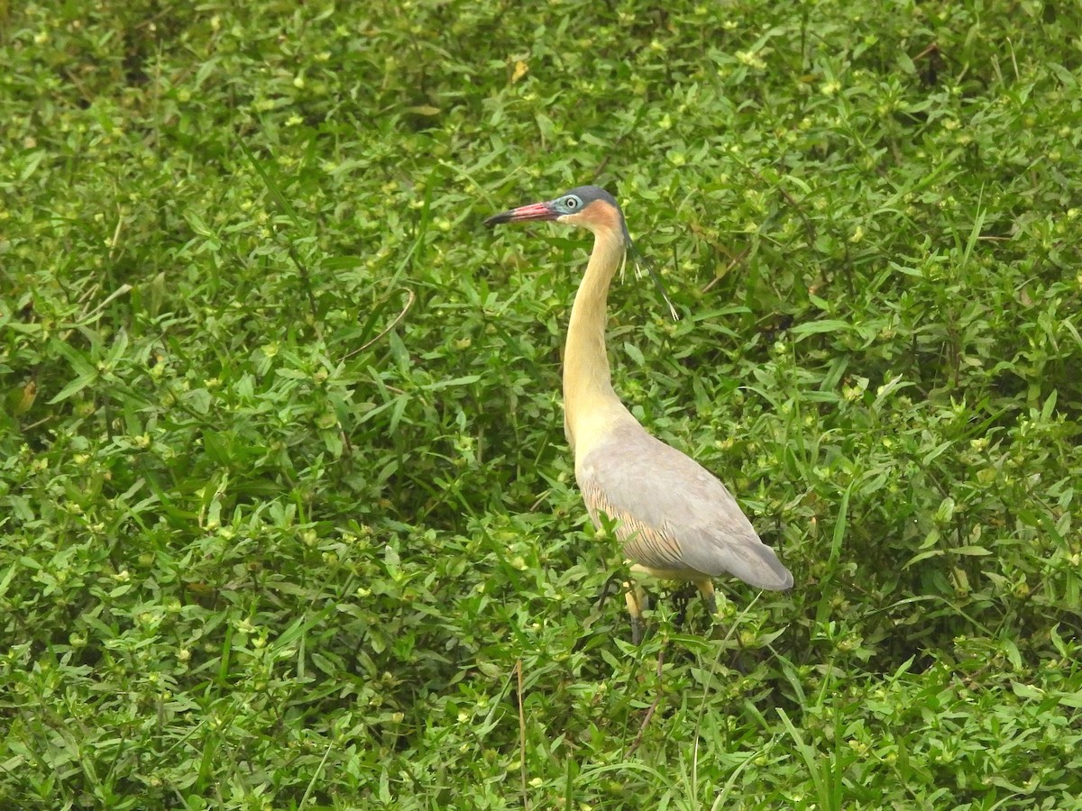 Whistling Heron - ML643491060