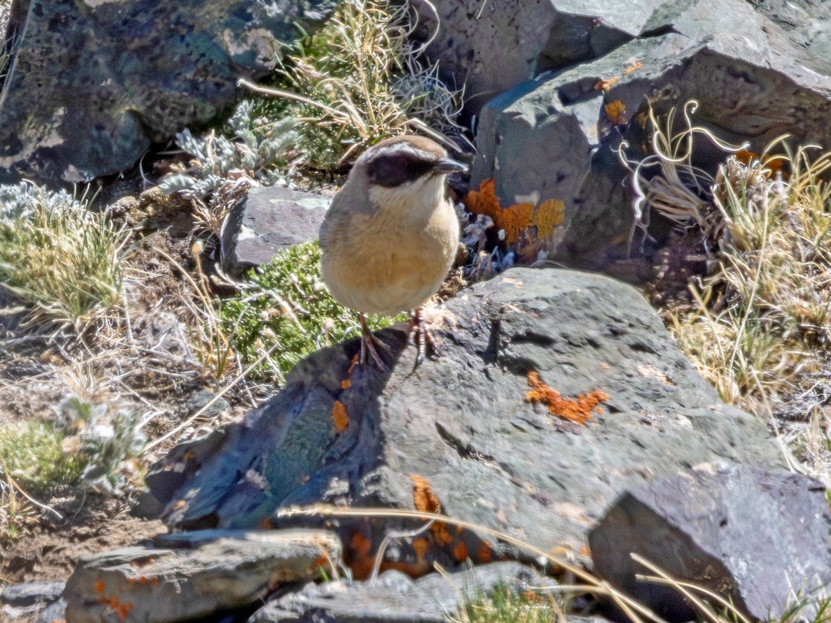 pěvuška hnědavá - ML643491064