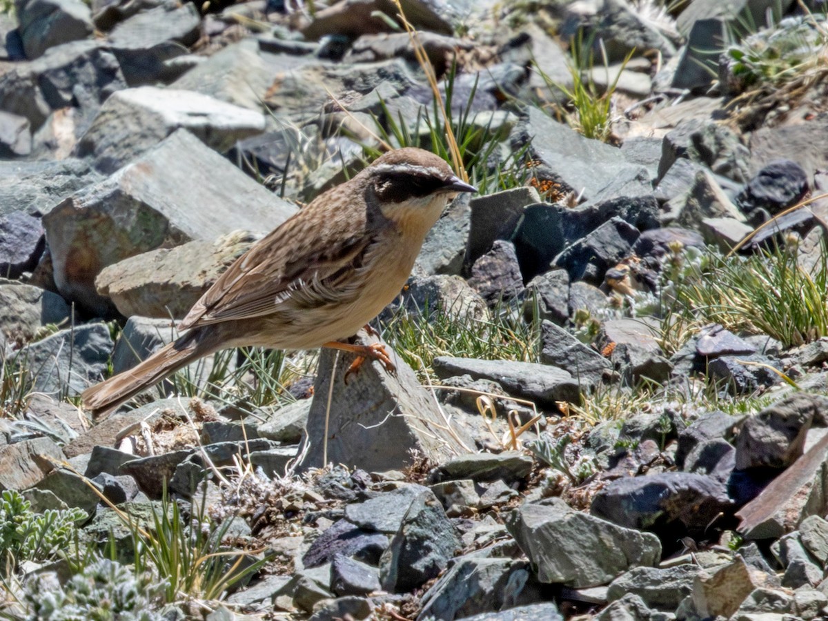 pěvuška hnědavá - ML643491065