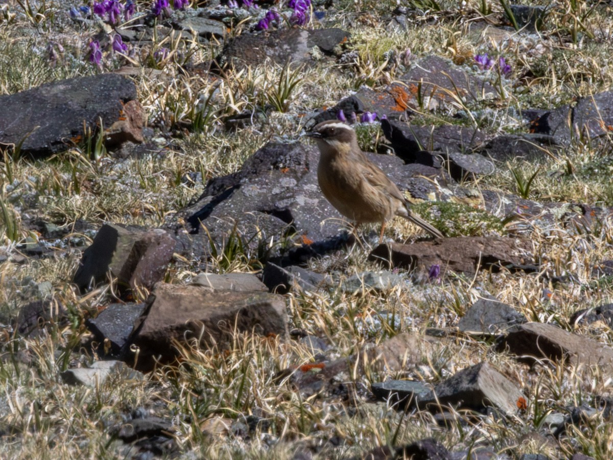 pěvuška hnědavá - ML643491067