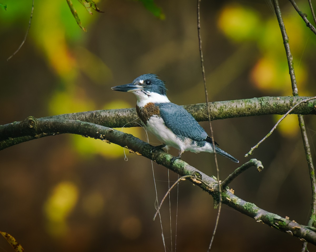 Belted Kingfisher - ML643491073