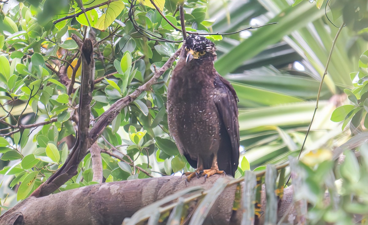 Crested Serpent-Eagle - ML643491085