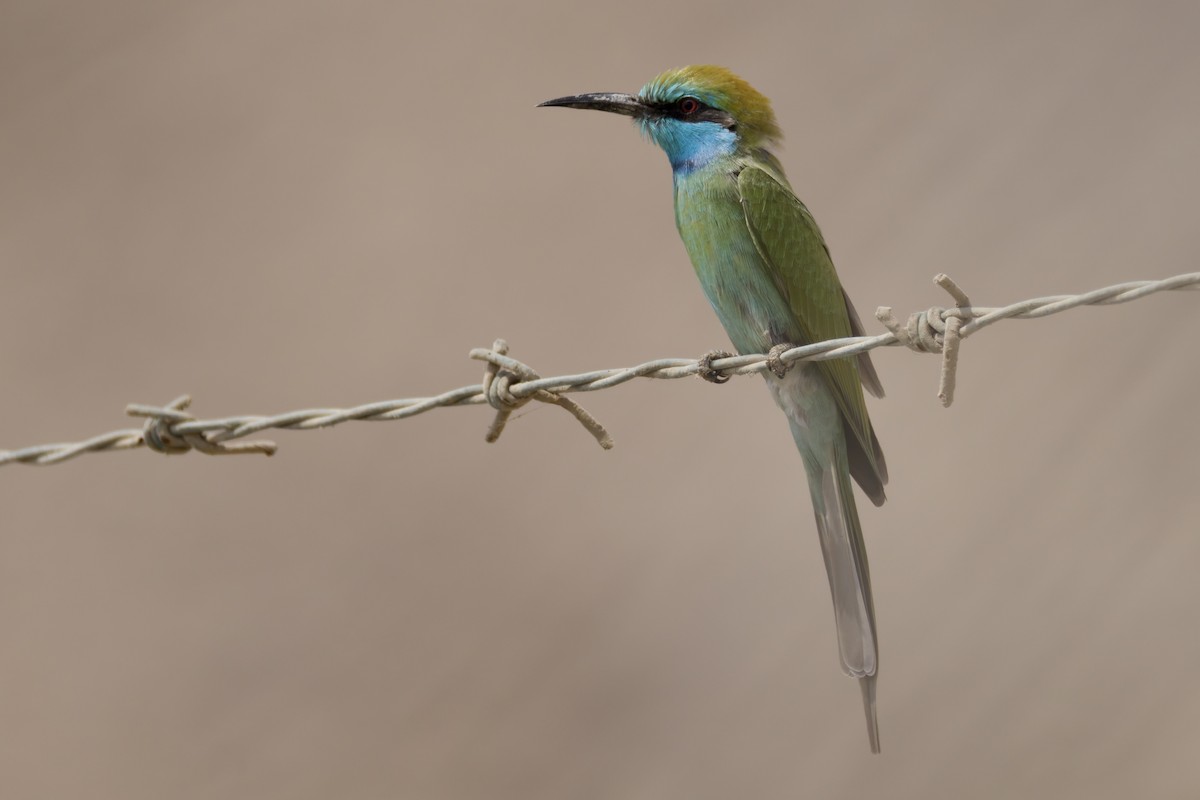 Arabian Green Bee-eater - ML643491112