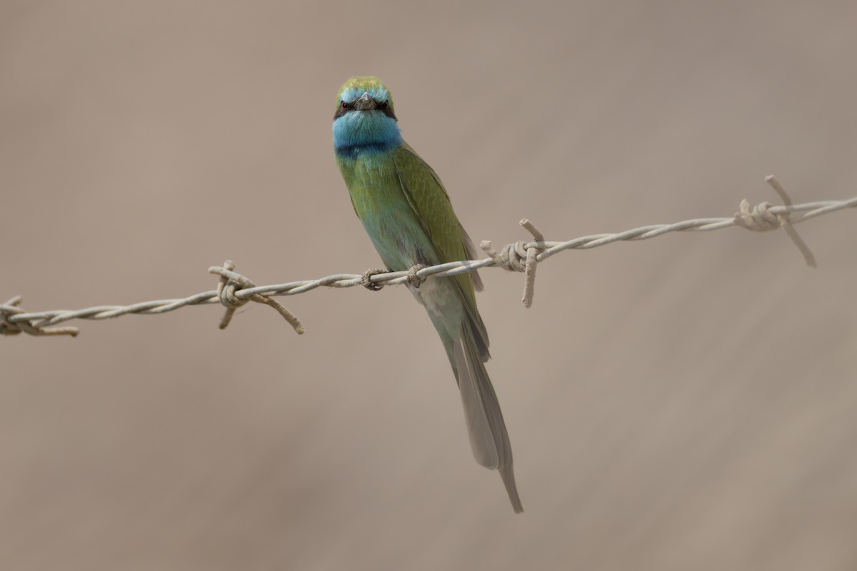 Arabian Green Bee-eater - ML643491113