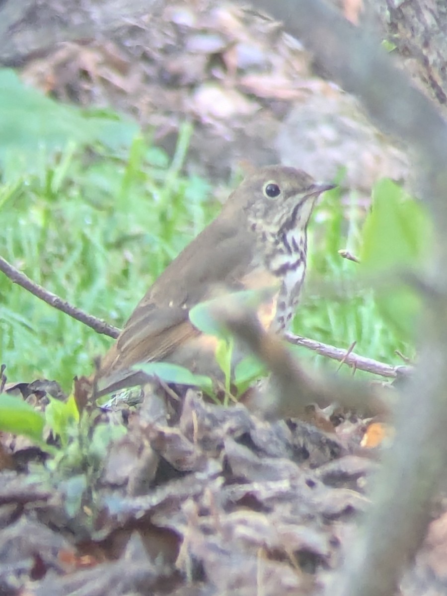 チャイロコツグミ - ML643491114