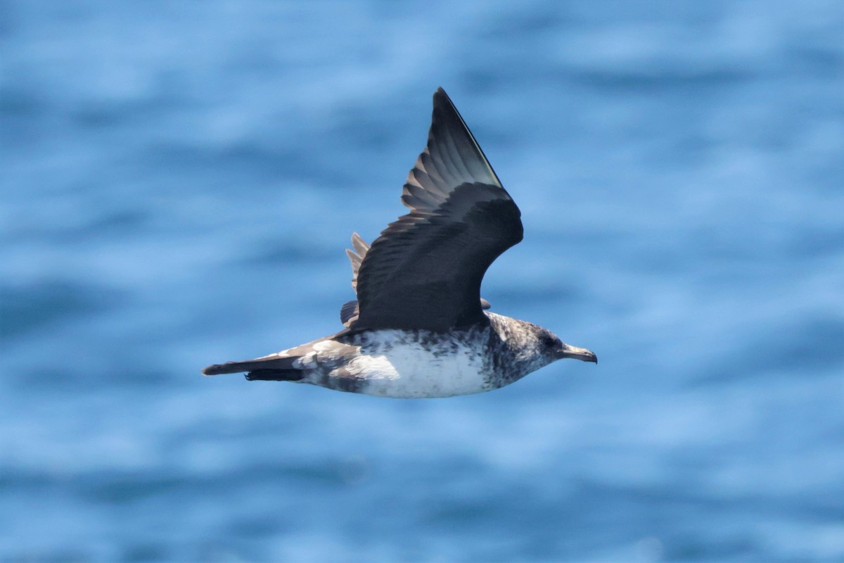 Pomarine Jaeger - ML643491117