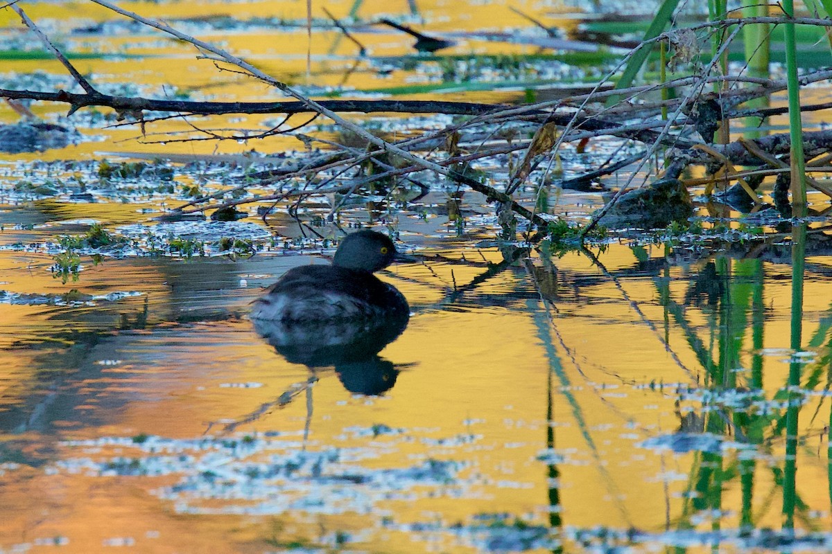 Least Grebe - ML643491170