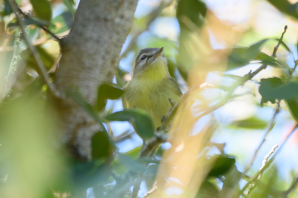 Vireo de Filadelfia - ML643491204