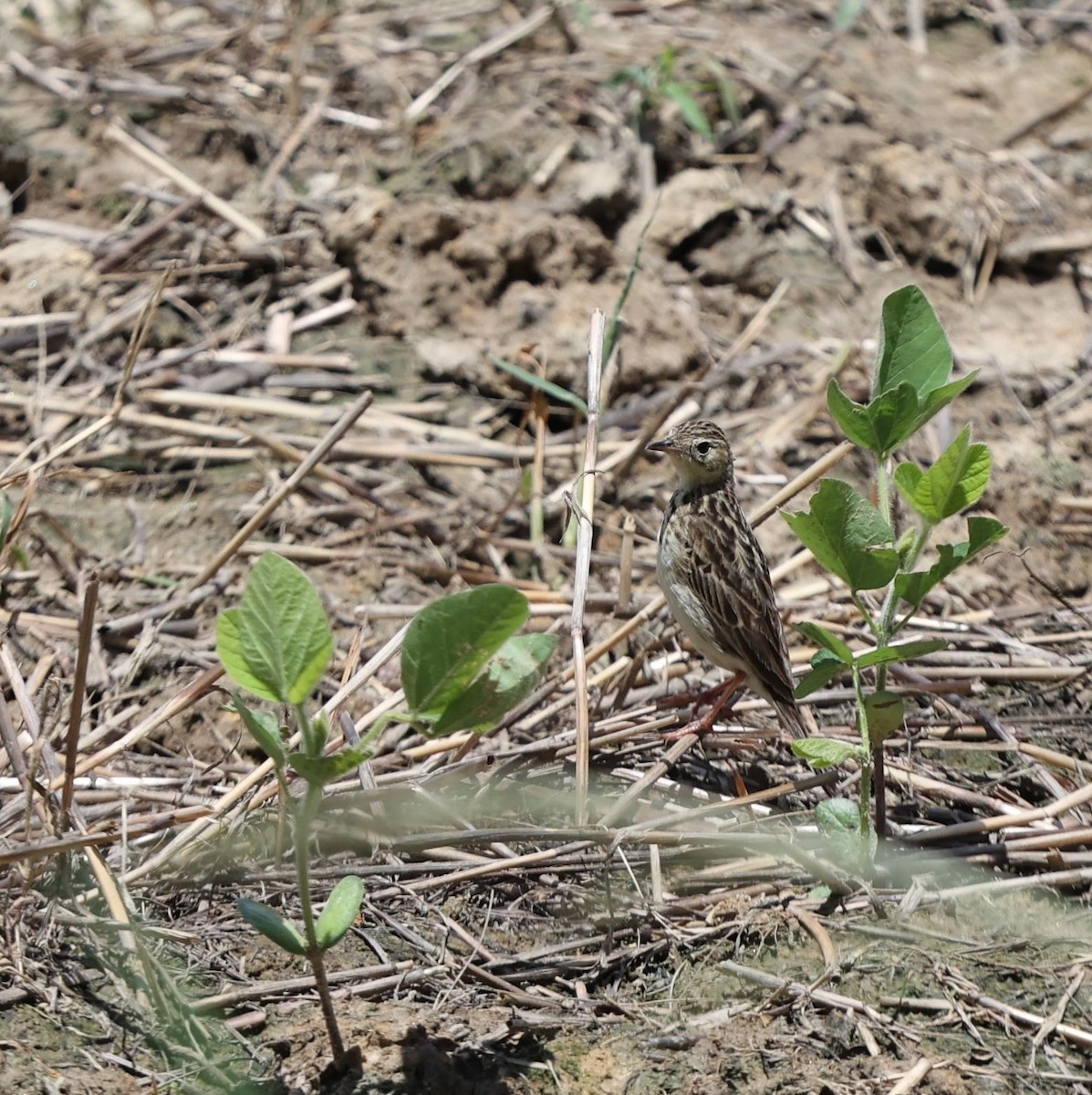 gresspiplerke - ML643491228