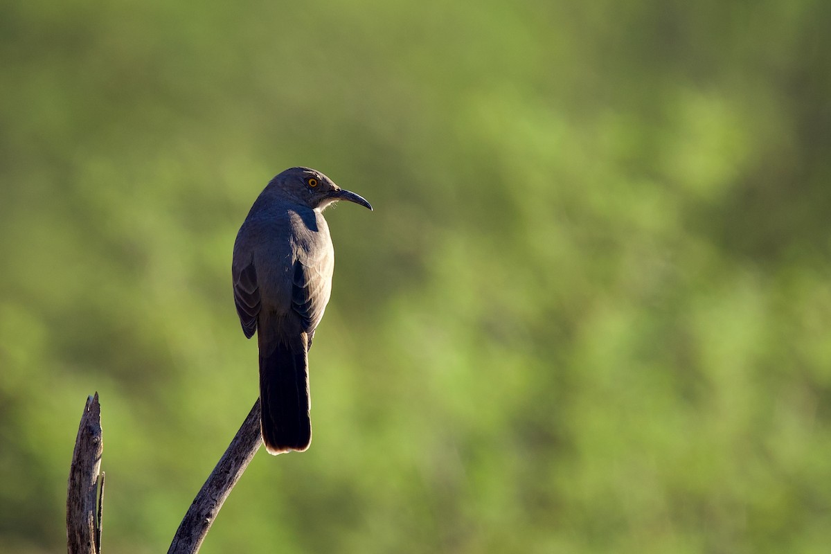 kaktusspottefugl - ML643491251