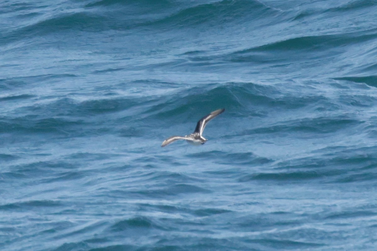 Red-necked Phalarope - ML643491277
