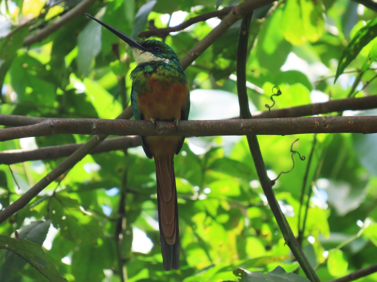 Rufous-tailed Jacamar - ML643491289