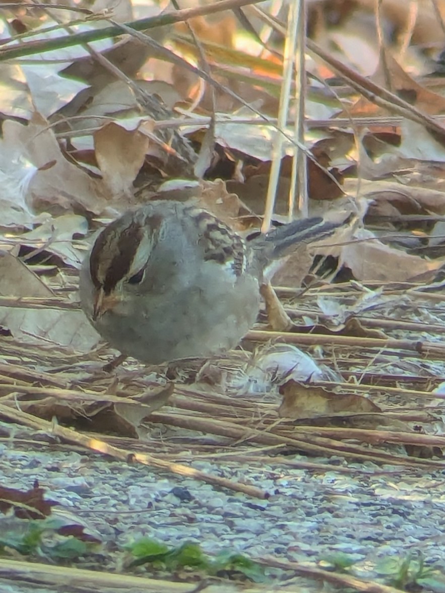 ミヤマシトド - ML643491293