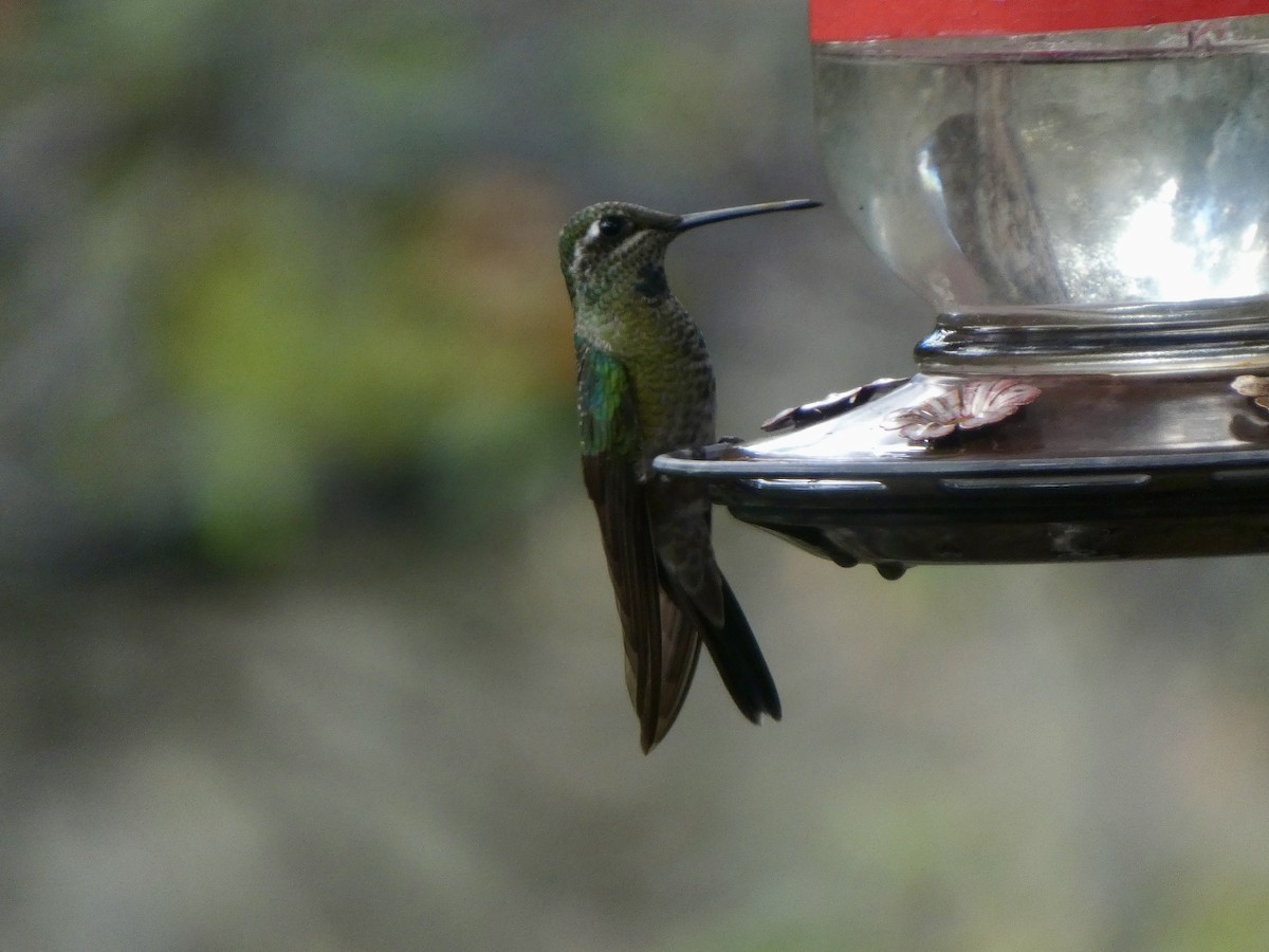 Rivoli's Hummingbird - ML643491304