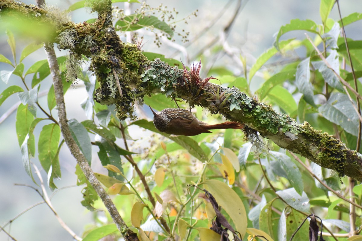 Montane Woodcreeper - ML643491313