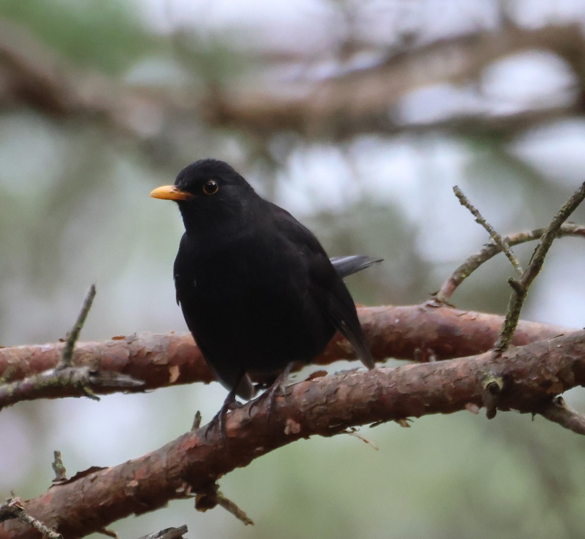 Eurasian Blackbird - ML643491318