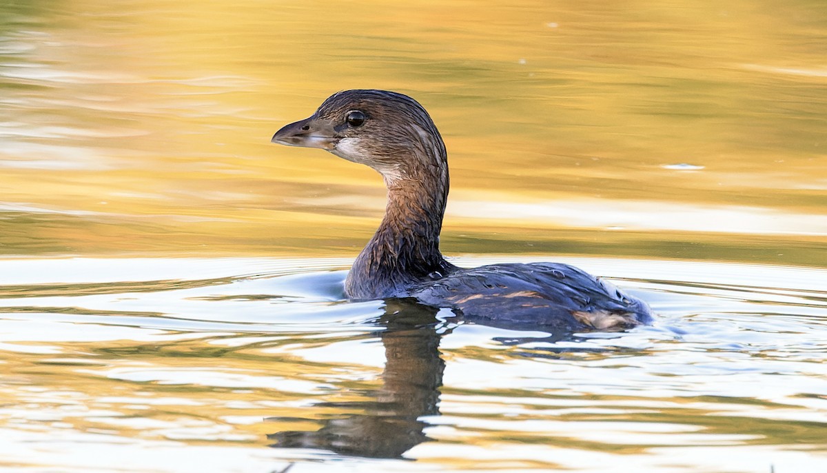 Pied-billed Grebe - ML643491323