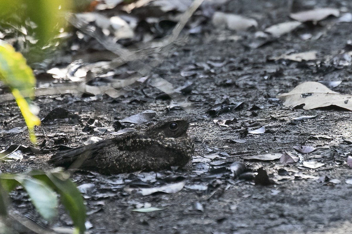 Ladder-tailed Nightjar - ML643491325