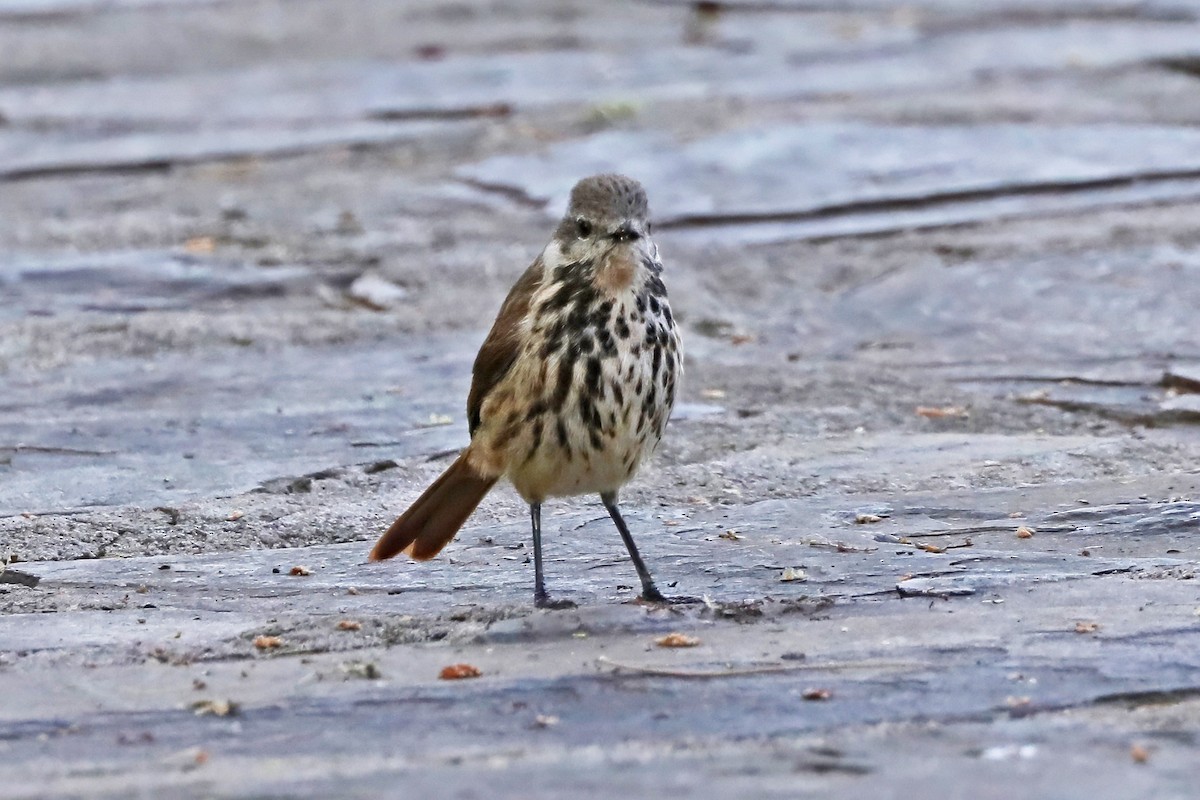 Spotted Morning-Thrush - ML643491326