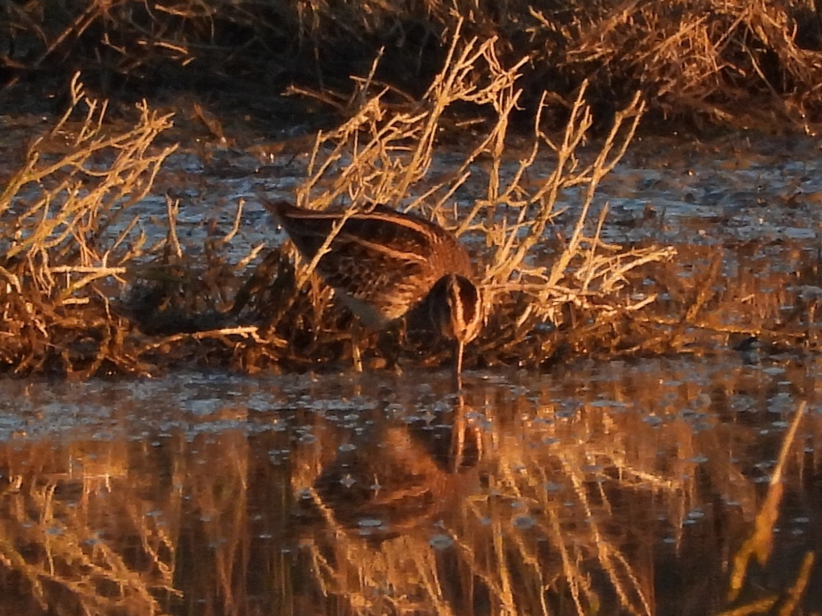 Jack Snipe - ML643491330