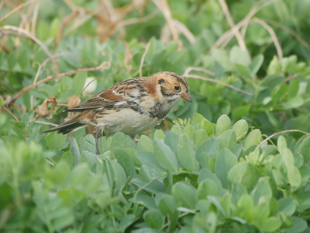 Lapland Longspur - ML643491332