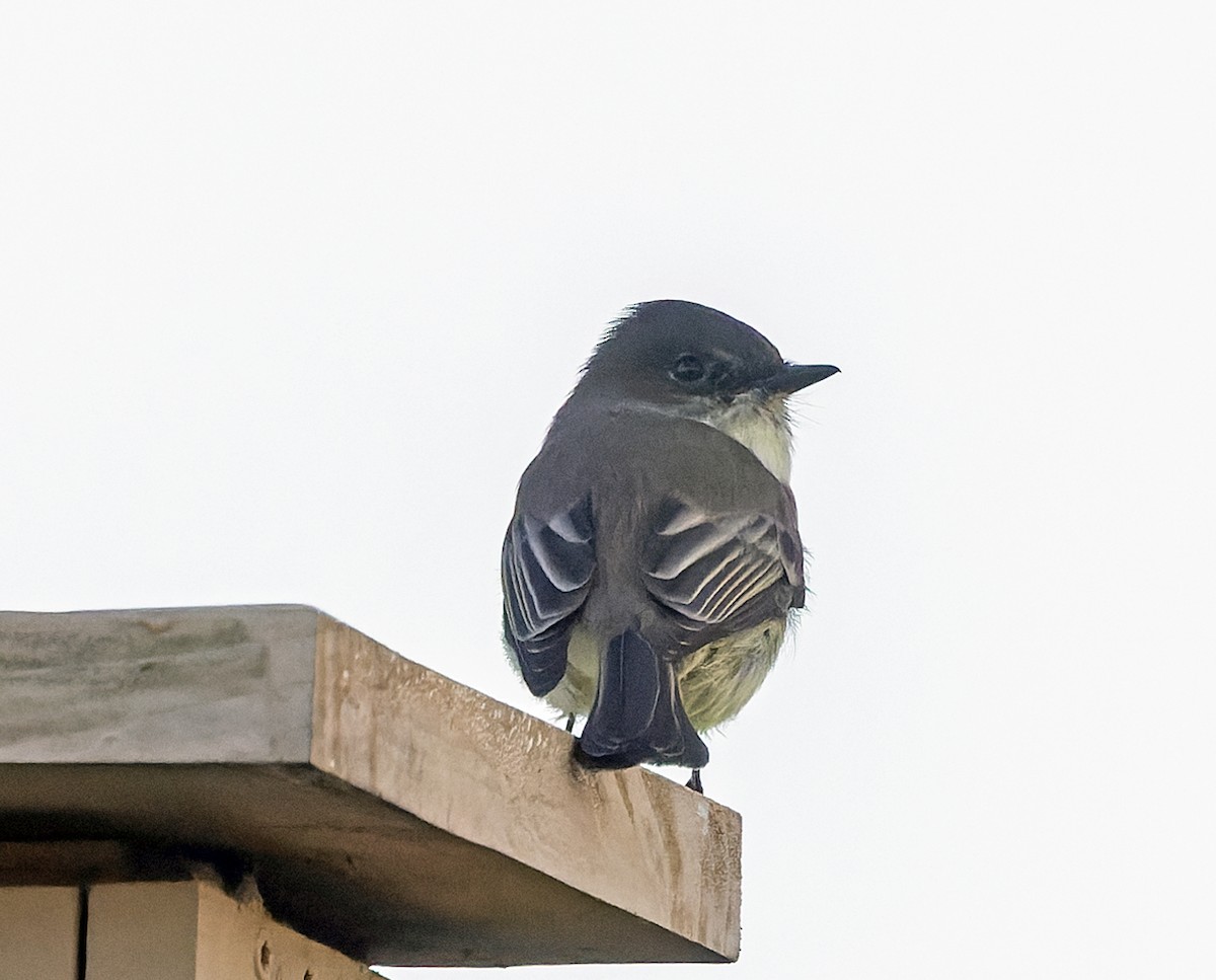 Eastern Phoebe - ML643491337