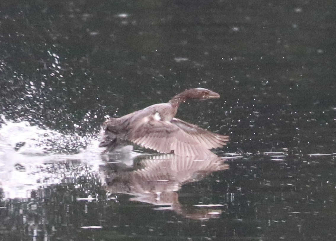 Pied-billed Grebe - ML643491353