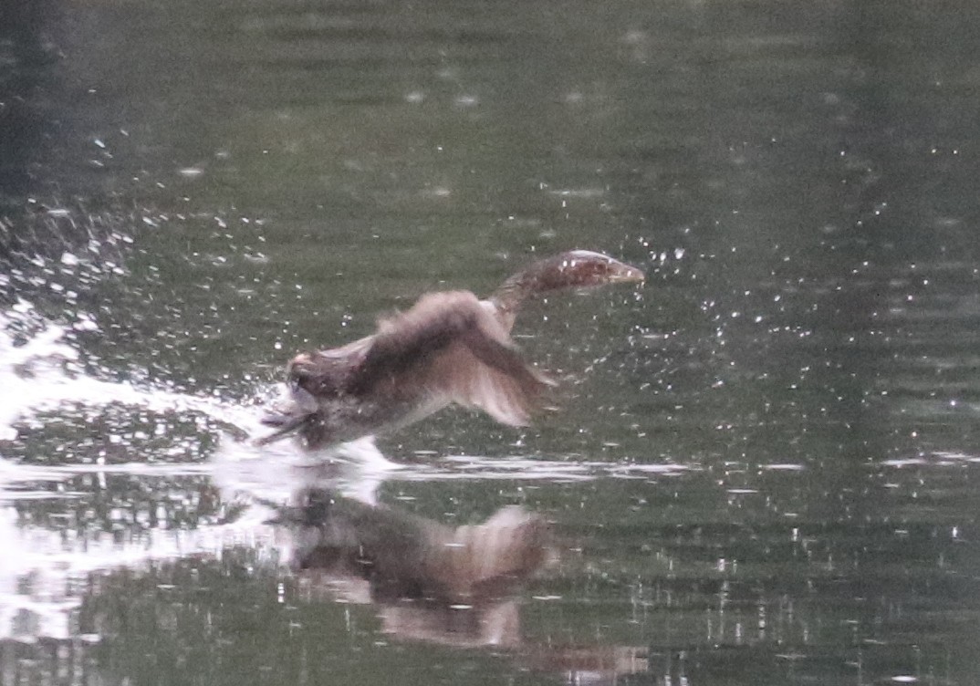 Pied-billed Grebe - ML643491354