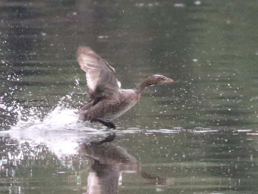 Pied-billed Grebe - ML643491355