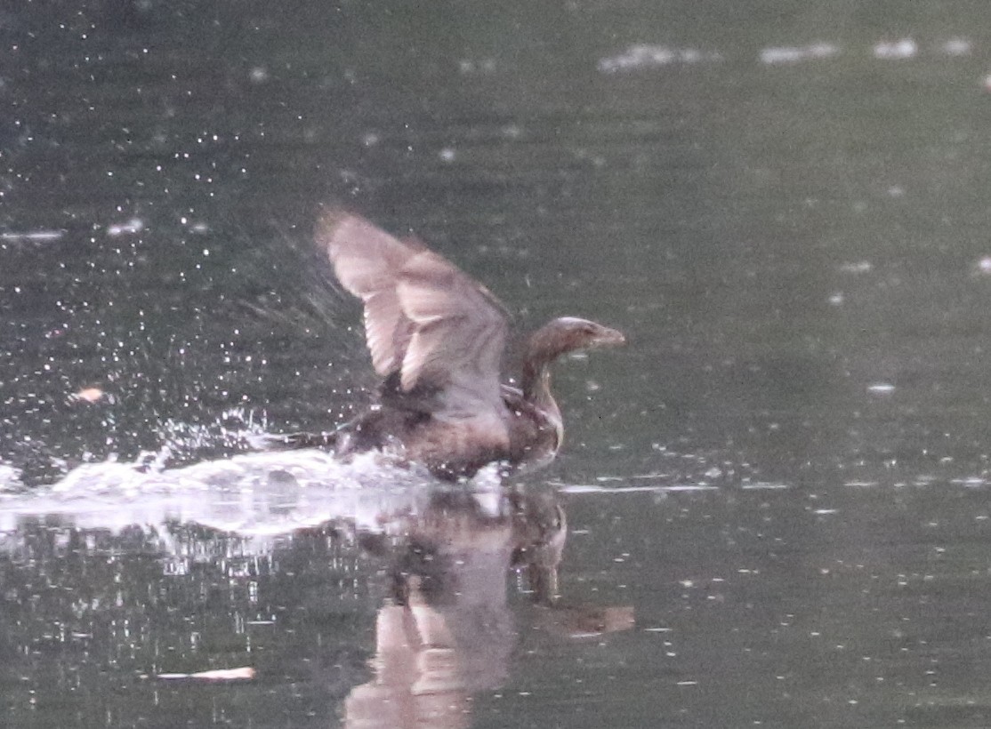 Pied-billed Grebe - ML643491356