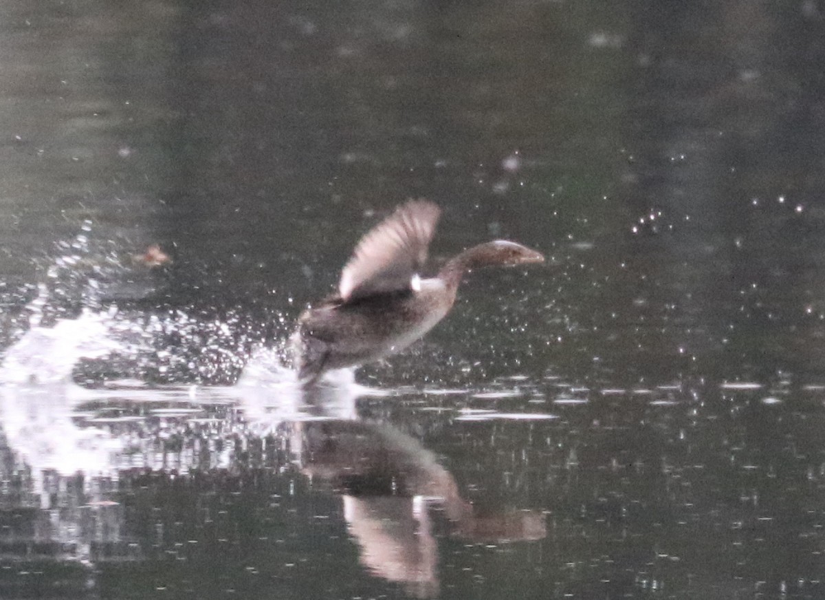 Pied-billed Grebe - ML643491357