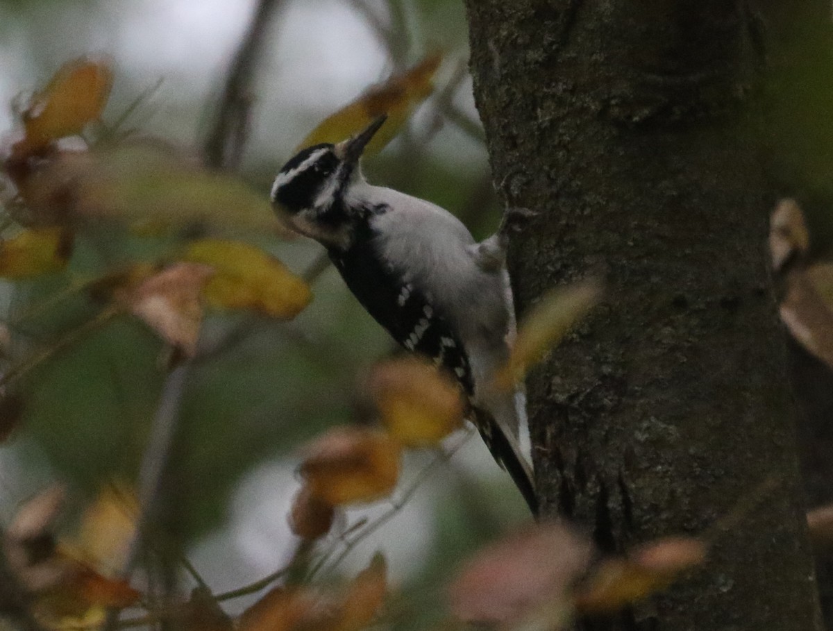 Hairy Woodpecker - ML643491362