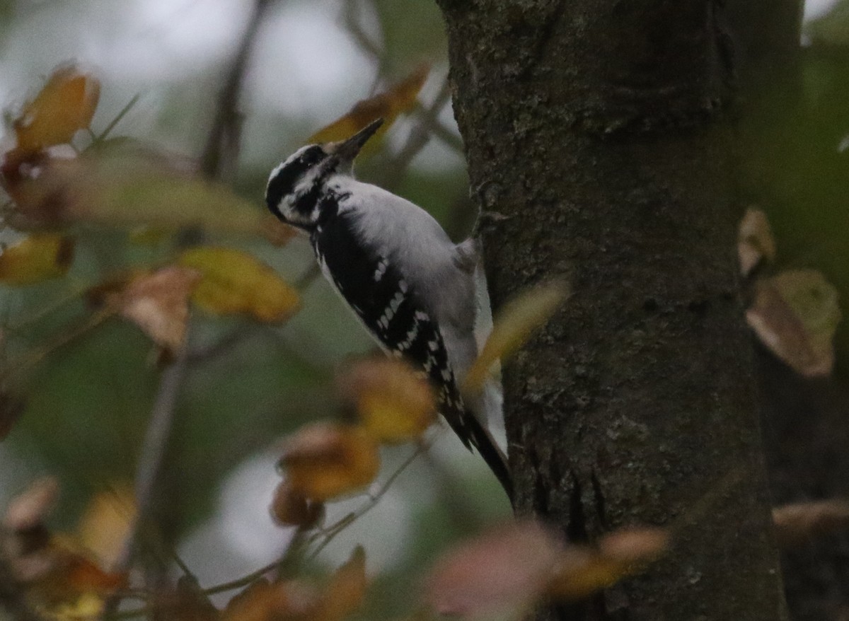 Hairy Woodpecker - ML643491363